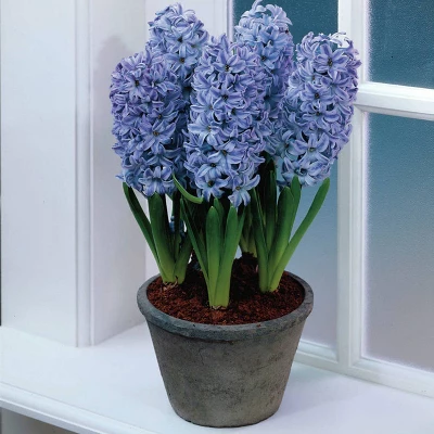 Van Zyverden 5ct Hyacinth Blue Flower Bulb Set - Image 2