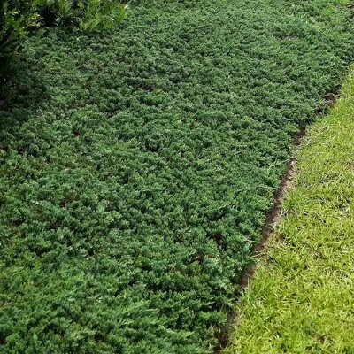 2.25gal Blue Rug Juniper Plant - National Plant Network - Image 3