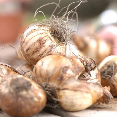 12ct Daffodils Apricot Whirl Bulbs - Van Zyverden - Image 3