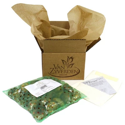 Van Zyverden 5ct Hyacinth Blue Flower Bulb Set - Image 4