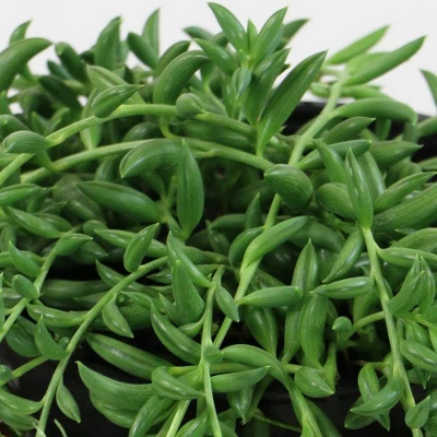 3pc String Of Bananas - National Plant Network