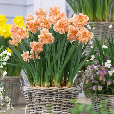 12ct Daffodils Apricot Whirl Bulbs - Van Zyverden
