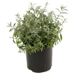 Buddelia 'Nanho Purple' 1pc - National Plant Network U.S.D.A Hardiness Zone 5-9 - 2.5 Quart