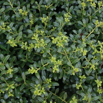 Holly 'Soft Touch' 2.25gal U.S.D.A. Hardiness Zones 5-9 - 1p - National Plant Network