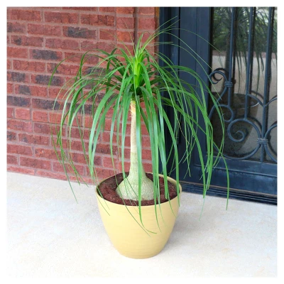 Ponytail Palm 1pc - National Plant Network U.S.D.A Hardiness Zone 8b-11 - Image 2