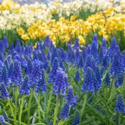 40pk Hummingbird Garden Nature Friendly Collection Assorted Bulbs - National Plant Network