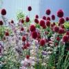 Set Of 25 Allium Sphaerocephalon Bulbs - Van Zyverden