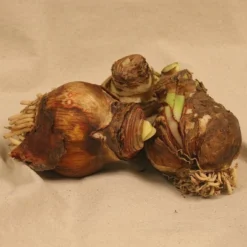 Van Zyverden 3ct Amaryllis Red Lion Flower Bulb Set