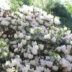 1gal Encore Lily Azalea Plant With White Blooms - National Plant Network