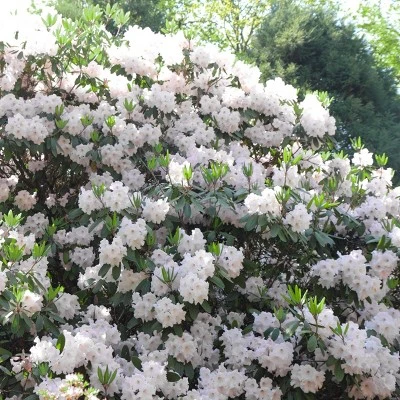 1gal Encore Lily Azalea Plant With White Blooms - National Plant Network