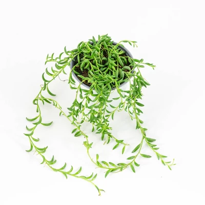 3pc String Of Bananas - National Plant Network - Image 2