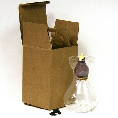 Van Zyverden Hyacinth Blue Flower Bulb With Clear Artisan Glass - Image 2