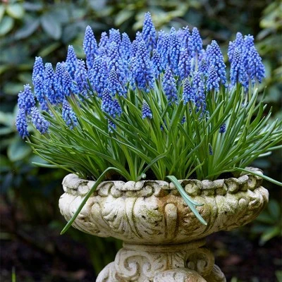 50ct Grape Hyacinths Bulbs - Van Zyverden - Image 2
