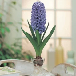 Van Zyverden 5ct Hyacinth Blue Flower Bulb Set