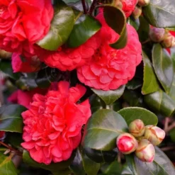2.5qt Professor Sargent Camellia Japonica Plant With Red Blooms - National Plant Network