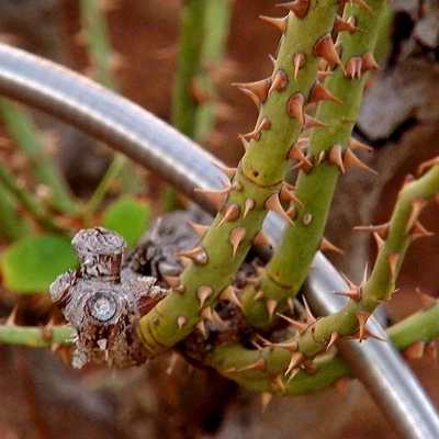 Bernini 50' Metal Garden Hose With Flex End Watering Wand - Image 8