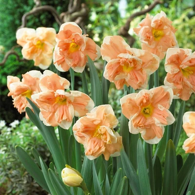 12ct Daffodils Apricot Whirl Bulbs - Van Zyverden - Image 2