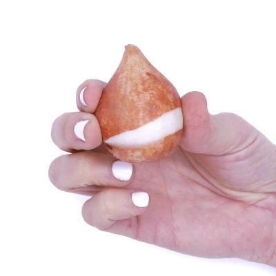 25ct Tulips Golden Apeldoorn Bulbs - Van Zyverden - Image 5