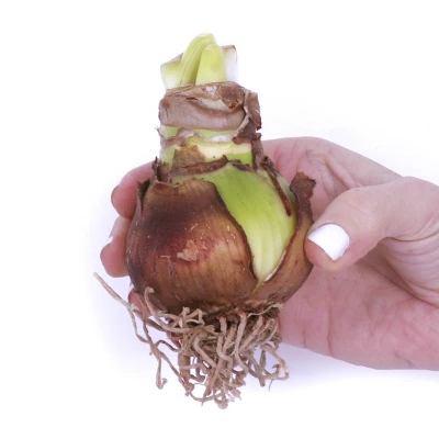 Van Zyverden Amaryllis White Amadeus Candy Flower Bulb With 6.5" Rattan Basket - Image 3