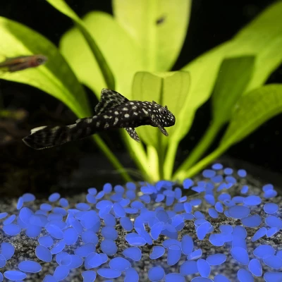 Nature Spring Glow-in-the-Dark Solar Pathway Pebble Lights, 200 Pcs. - Blue - Image 3