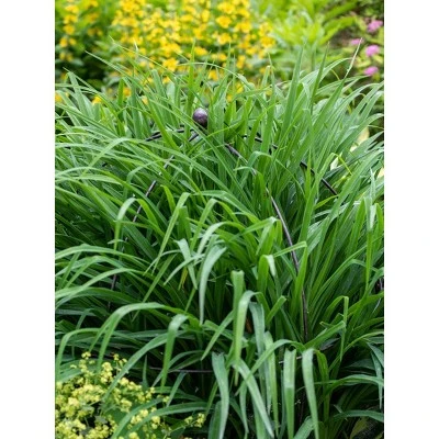 Gardeners Supply Company Jardin Bird Cage Plant Support | Large Sturdy Grow-Through Steel Flower Trellis And Garden Decor | Best To Support Peonies, - Image 2