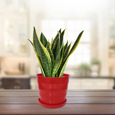 Unique Bargains Plastic Round Shape Home Garden Office Plant Planter Flower Pot 1 Pc - Image 5