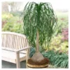 Ponytail Palm 1pc - National Plant Network U.S.D.A Hardiness Zone 8b-11