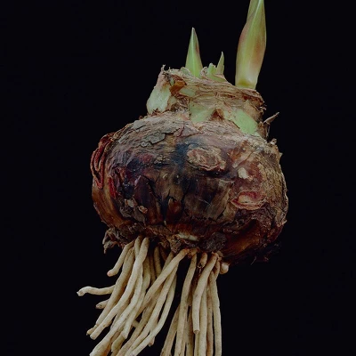 Van Zyverden Amaryllis Multicolored Flower Bulb With Flower Burst Metal Cachepot - Image 3