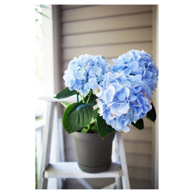 Bloem Saturn Planter With Saucer