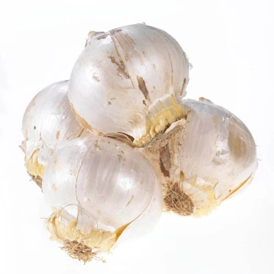 Set Of 25 Allium Sphaerocephalon Bulbs - Van Zyverden - Image 3