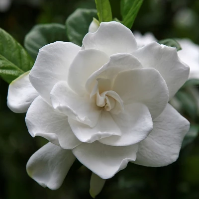 Gardenia 'Radicans' 1pc U.S.D.A. Hardiness Zones 7-11 National Plant Network 2.5qt - Image 3