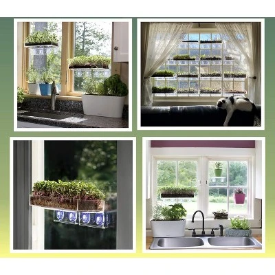 Window Garden Microgreen Organic Wheatgrass 3 Pack Refill - Image 2