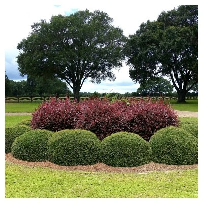 Holly Dwarf Yaupon 1pc - National Plant Network U.S.D.A Hardiness Zone 7-11 - 2.25 Gallon - Image 2