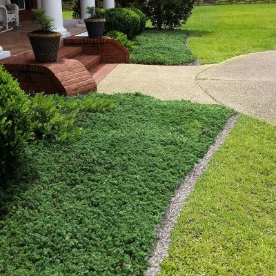 2.25gal Blue Rug Juniper Plant - National Plant Network - Image 4