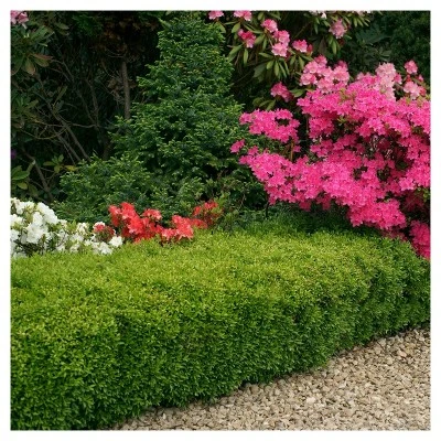 Boxwood 'Wintergreen' U.S.D.A. Hardiness Zones 4-9 Cottage Hill - Image 3