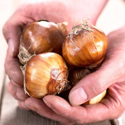 5ct Amaryllis And Paperwhite Duo Kits With Artisan Decorative Planters - Van Zyverden - Image 2