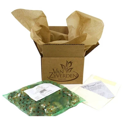 12ct Daffodils Apricot Whirl Bulbs - Van Zyverden - Image 4