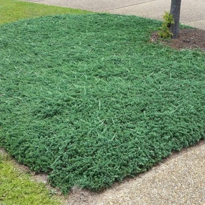 2.25gal Blue Rug Juniper Plant - National Plant Network - Image 2
