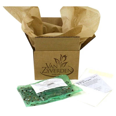 Van Zyverden Set Of 25 Bulbs Camassia Quamash - Image 2
