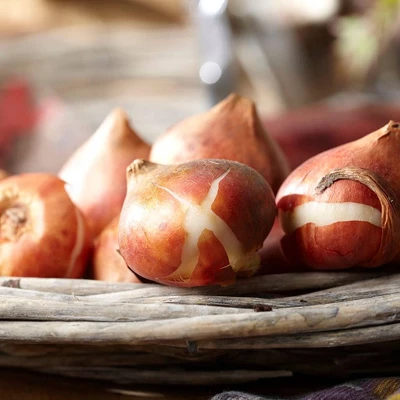 Set Of 12 Spryng Break Tulip Bulbs - Van Zyverden - Image 3