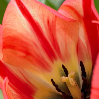 Set Of 12 Spryng Break Tulip Bulbs - Van Zyverden - Image 2