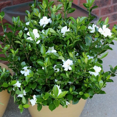 Gardenia 'Radicans' 1pc U.S.D.A. Hardiness Zones 7-11 National Plant Network 2.5qt - Image 2