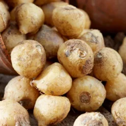 Van Zyverden Set Of 25 Bulbs Wood Hyacinths Hispanica Blue