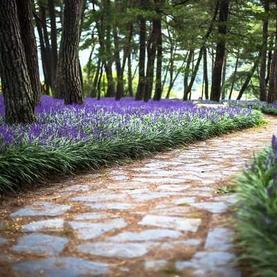 15pc Big Blue Liriope Plant With Purple Blooms - National Plant Network - Image 2