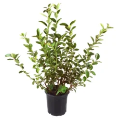 Bluberry 'Tift' 1pc - National Plant Network U.S.D.A Hardiness Zone 7-9 - 2.25 Gallon